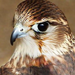 Falco Femoralis