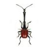 beetle90